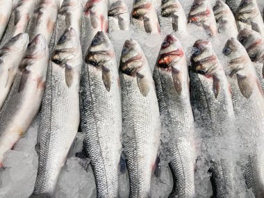 Balık pazarı vitrinini kapatıyoruz. Taze yakalanmış deniz kabuğu korunmak için toz buzla kaplanıyor.