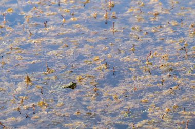 Avrupa yeşil kurbağası yüzen su bitkileriyle çevrili sakin bir gölete kısmen battı. Doğal ışıkta yakalanmış, kurbağa kamuflajını ve sulak arazi yaşam alanını vurguluyor.
