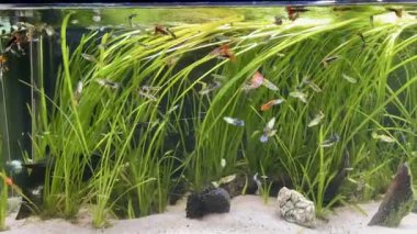 Mutlu yüzen gupiler, poecilia reticulata, yetişkinler ve kızartmalardan oluşan bir okulu olan tropikal balık akvaryumu. Yüksek kaliteli FullHD görüntüler