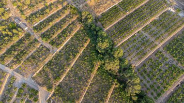 Teraslardaki meyve ağaçlarının teraslarının ya da bir dağın eteğindeki balkonların havadan çekilmiş görüntüsü, bazı küçük çiftlik evleri, yatay