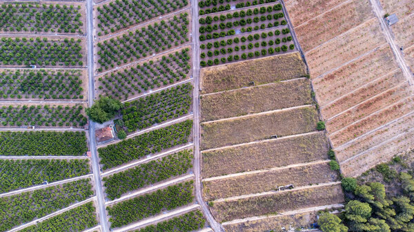 Aerial view of agricultural fields with green and dry crop areas divided by dirt paths, showcasing different growth stages and patterns, drone view