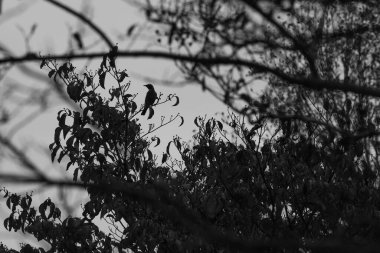 Yalnız Bir Akşamda Bir Kuş Dogwood Dallarına Oturuyor