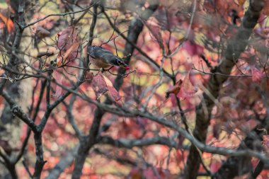 Amerikan Robin Wings, Dogwood Ağaçları 'nda bir sonbahar günü meyve arayışında çırpınıyor.