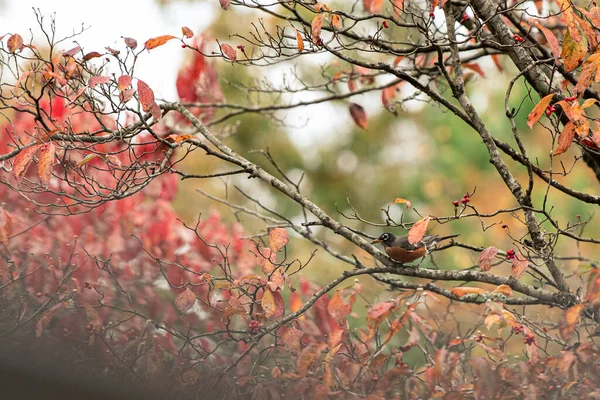 Американский Робин Сидит Догвудском Филиале Осенним Утром — стоковое фото