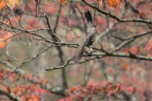 Amerikanisches Rotkehlchen Auf Der Flucht Einem Herbstmorgen — Stockfoto
