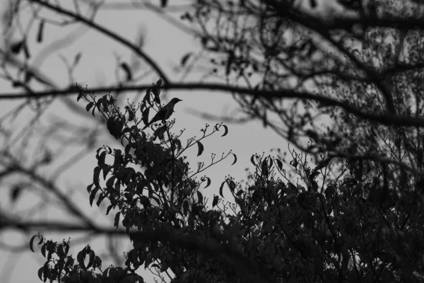 Yalnız Bir Akşamda Bir Kuş Dogwood Dallarına Oturuyor