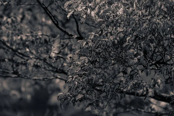 stock image Black and white image of an American Robin through the branches of a Dogwood Tree