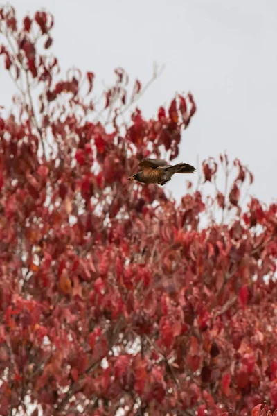 Amerikanen Robin Wings Fladdrar Genom Dogwood Trees Höstdag Sökandet Efter — Stockfoto
