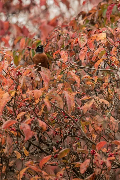Egy Amerikai Robin Keresi Vörös Bogyókat Dogwood Fán Egy Őszi — Stock Fotó