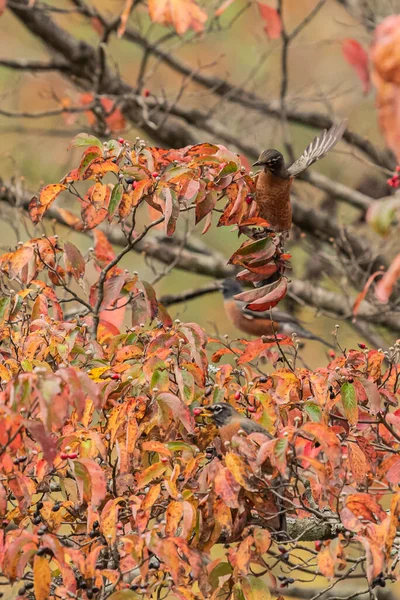 Amerikai Robin Wings Flutter Keresztül Dogwood Fák Egy Őszi Napon — Stock Fotó