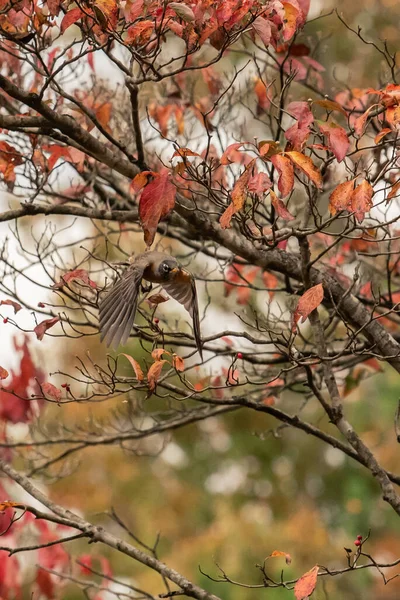 Amerikai Robin Wings Flutter Keresztül Dogwood Fák Egy Őszi Napon — Stock Fotó