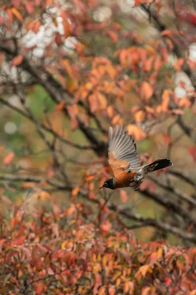 American Robin Wings Flutter Attraverso Gli Alberi Corniolo Una Giornata — Foto Stock