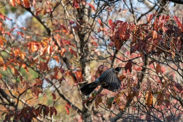 Amerikanische Robin Wings Flattern Einem Herbsttag Auf Der Suche Nach — Stockfoto
