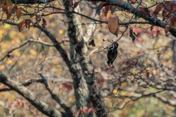 秋の午後に細いドッグウッドの枝から赤い果実を選ぶ赤ネップサプッカー — ストック写真