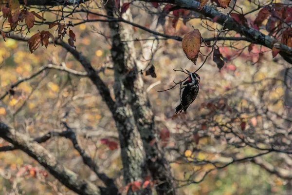 Red Naped Sapsucker Pflückt Einem Herbstnachmittag Rote Beeren Von Einem — Stockfoto