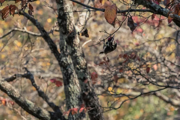 Red Naped Sapsucker Pflückt Einem Herbstnachmittag Rote Beeren Von Einem — Stockfoto