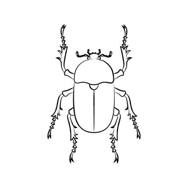 Fırça taraklı böcek, tek simge dişi böcek.