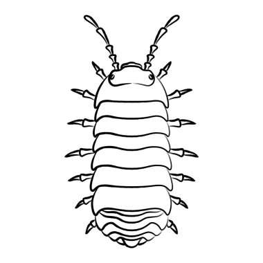 Fırça ile yazılmış böcek simgesi tek öge Pillbug