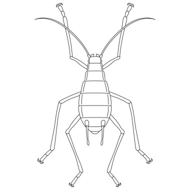 Satır çizimi Böcek tek öge simgesi Aphid