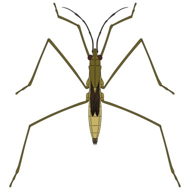 Renk Böceği tek öge simgesi su yürüyücüsü