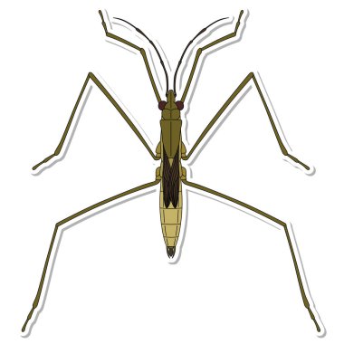 Çıkartma Böceği tek öge simgesi su yürüyücüsü