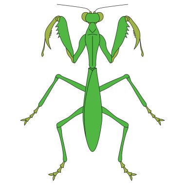 Renk Böceği tek öge simgesi dua eden peygamberdevesi