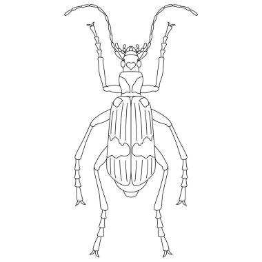 Satır çizimi Böcek tek öge simgesi Mydelago böceği