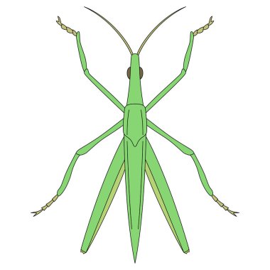 Renkli Böcek simgesi: Çekirge