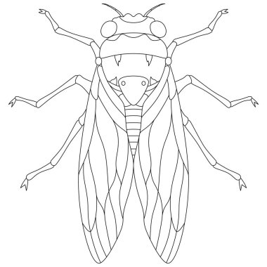 Satır çizimi Böcek tek öge simgesi ağustos böceği