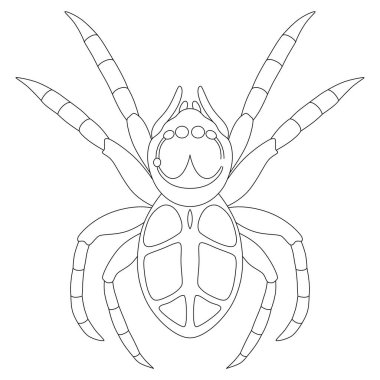 Line drawing Single insect icon jumping spider clipart