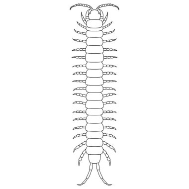 Line drawing Insect single item icon centipede clipart