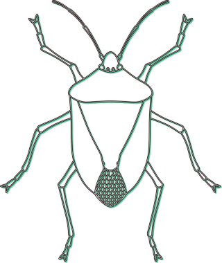 Renk Gölgesi Böceği tek öge simgesi koku böceği