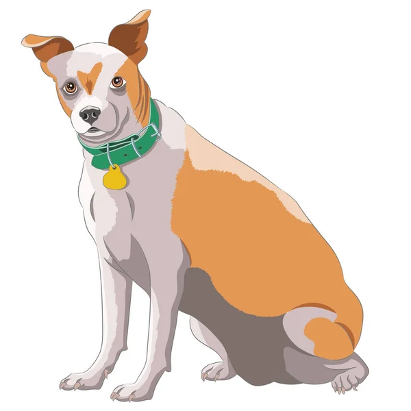 Mongrel Cão Bonito Uma Coleira Verde Com Medalhão Amarelo Isolado — Vetor de Stock