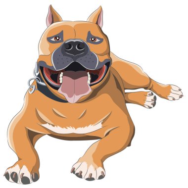 Kırmızı Staffordshire Teriyeri, beyaz arka planda izole edilmiş bir tasma içinde. Vektör illüstrasyonu.