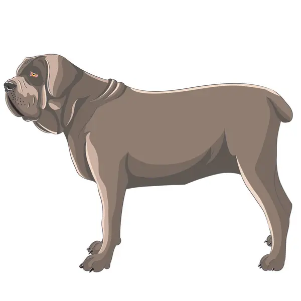 Большая Коричневая Молосская Собака Стоит Векторная Иллюстрация — стоковый вектор