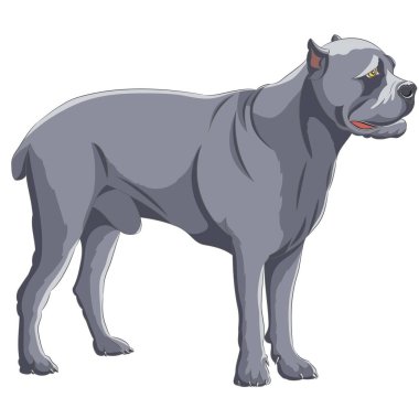 Büyük köpek Cane Corso, beyaz arka planda gri renkli bir askıda. Vektör illüstrasyonu.