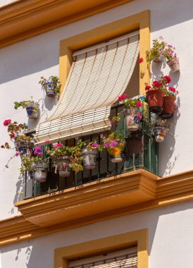 Cadiz 'deki bir evin beyaz cephesinde çiçeklerle süslenmiş güzel bir balkon. İspanya. Endülüs.