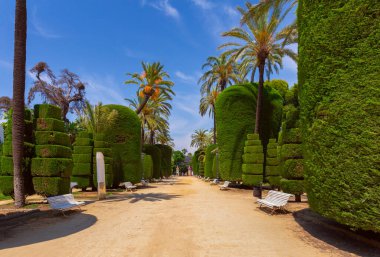 Cadiz 'de halka açık bir parkta dikkatlice oyulmuş sarmal ağaçlar, canlı yeşillikler ve çiçekler, İspanya