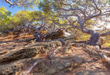 İspanya, Kadavra 'da kıyı kayalıklarında yetişen buruşuk çam ağaçları.