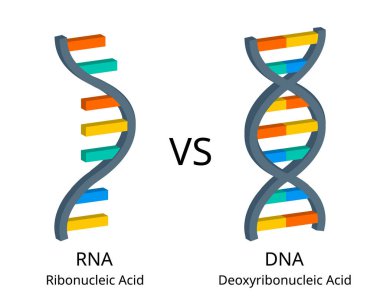 RNA ya da ribonükleik asidin DNA ya da deoksiribonükleik asitle karşılaştırılması