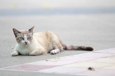Kedi yerde yatıyor..