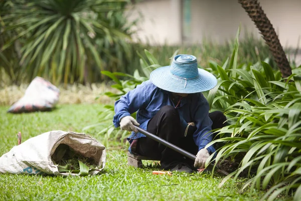 Bahçıvan çimlerde bitki kazıyor..