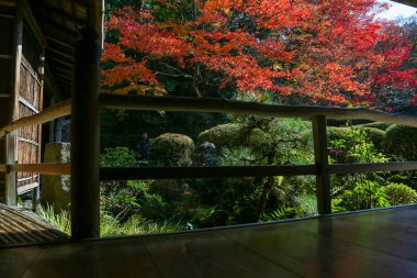 Kyoto, Japonya - 27 Kasım 2017: Sonbahar yeşillik mevsiminde güzel Shisendo tapınağı kum parkı turistlerin fotoğraf çekebileceği en sevdikleri yerdir..