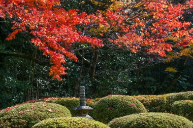 Kyoto, Japonya - 27 Kasım 2017: Sonbahar yeşillik mevsiminde güzel Shisendo tapınağı kum parkı turistlerin fotoğraf çekebileceği en sevdikleri yerdir..