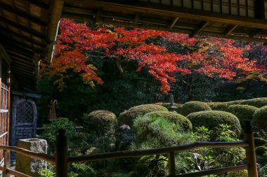 Kyoto, Japonya - 27 Kasım 2017: Sonbahar yeşillik mevsiminde güzel Shisendo tapınağı kum parkı turistlerin fotoğraf çekebileceği en sevdikleri yerdir..