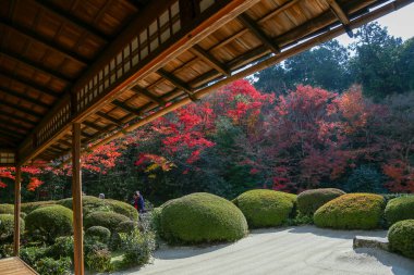 Kyoto, Japonya - 27 Kasım 2017: Sonbahar yeşillik mevsiminde güzel Shisendo tapınağı kum parkı turistlerin fotoğraf çekebileceği en sevdikleri yerdir..