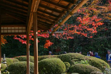 Kyoto, Japonya - 27 Kasım 2017: Sonbahar yeşillik mevsiminde güzel Shisendo tapınağı kum parkı turistlerin fotoğraf çekebileceği en sevdikleri yerdir..