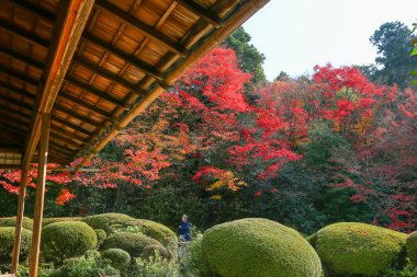 Kyoto, Japonya - 27 Kasım 2017: Sonbahar yeşillik mevsiminde güzel Shisendo tapınağı kum parkı turistlerin fotoğraf çekebileceği en sevdikleri yerdir..