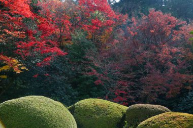 Kyoto, Japonya - 27 Kasım 2017: Sonbahar yeşillik mevsiminde güzel Shisendo tapınağı kum parkı turistlerin fotoğraf çekebileceği en sevdikleri yerdir..