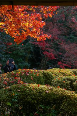 Kyoto, Japonya - 27 Kasım 2017: Sonbahar yeşillik mevsiminde güzel Shisendo tapınağı kum parkı turistlerin fotoğraf çekebileceği en sevdikleri yerdir..